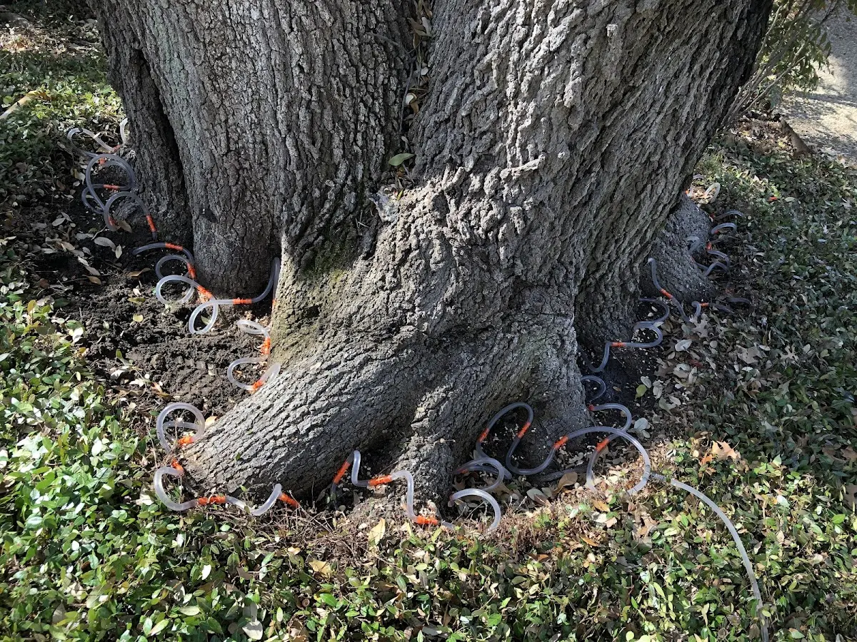 Detailed Tree Cabling and Bracing job site in Kenwood
