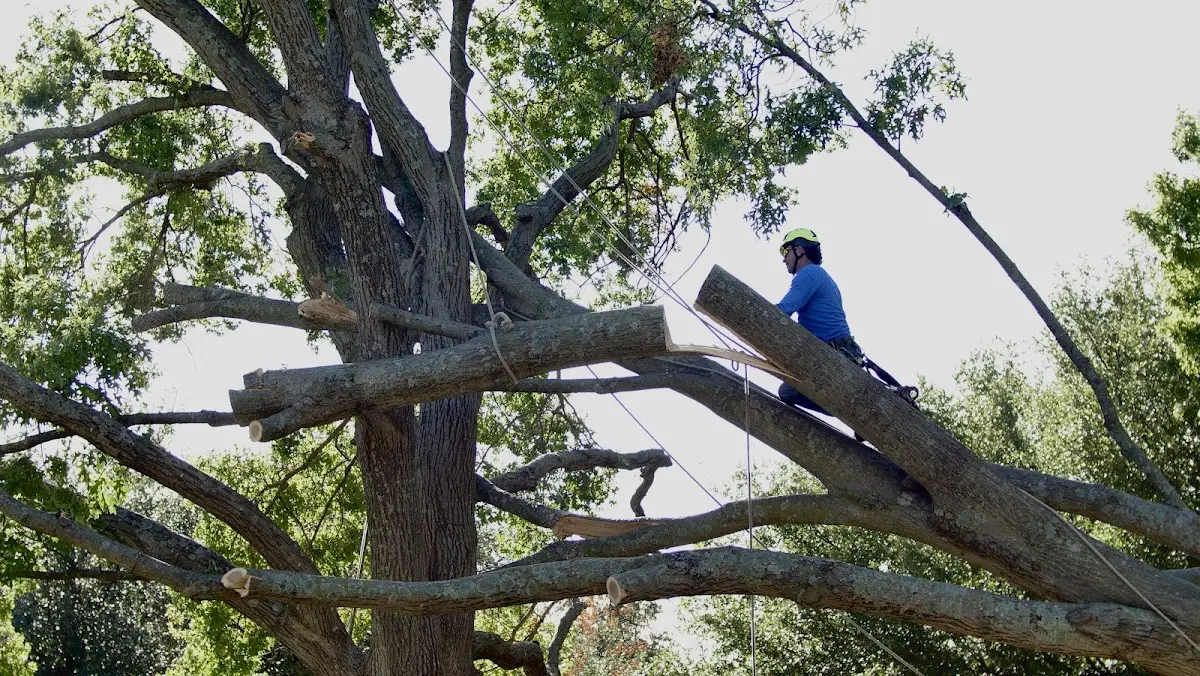 Professional Crown Thinning performed by certified arborists in Kenwood