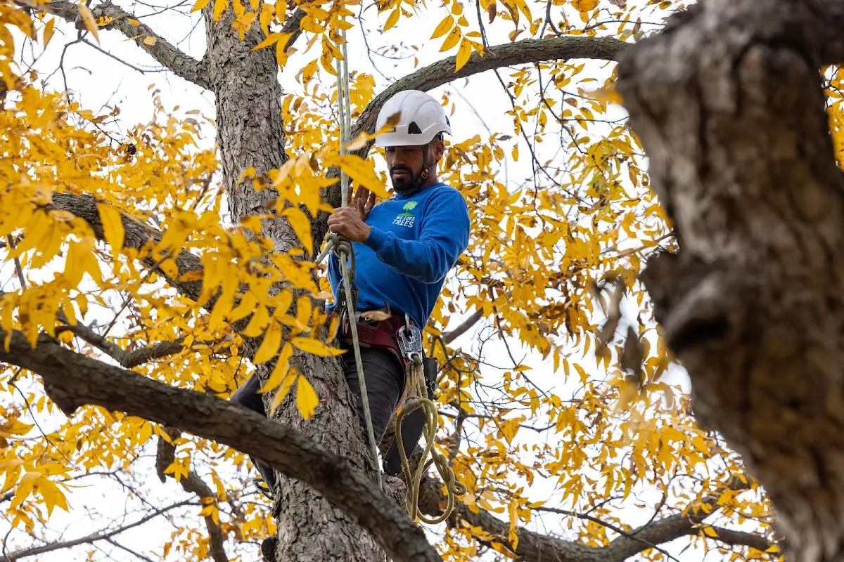 Skilled Tree Transplanting crew working in Kenwood